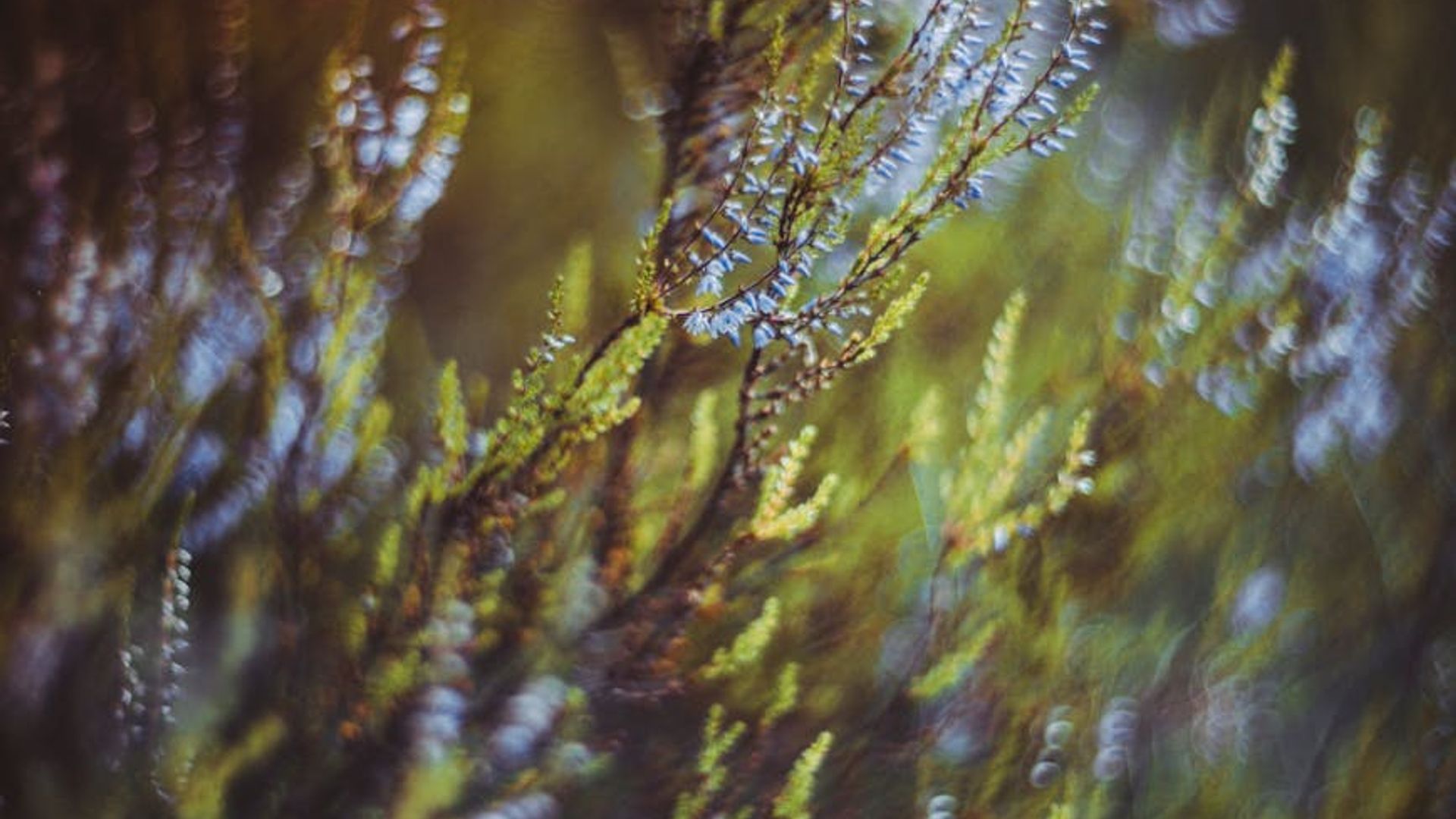 Serene background with a soft focus on a calm natural element.